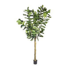 Fiddle Leaf Fig Tree,Fiddle Leaf Fig Tree