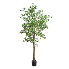 GINKGO TREE,GINKGO TREE