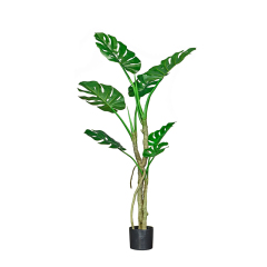135CM 165CM MONSTERA TREE,135CM 165CM MONSTERA TREE