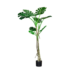 135CM 165CM MONSTERA TREE,135CM 165CM MONSTERA TREE