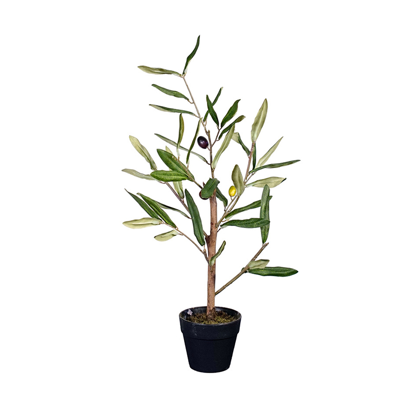OLIVE TREE (NATURAL TRUNK),OLIVE TREE (NATURAL TRUNK)