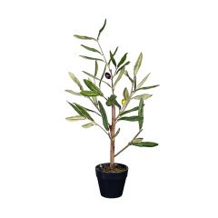 OLIVE TREE (NATURAL TRUNK),OLIVE TREE (NATURAL TRUNK)