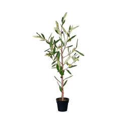 OLIVE TREE (NATURAL TRUNK),OLIVE TREE (NATURAL TRUNK)