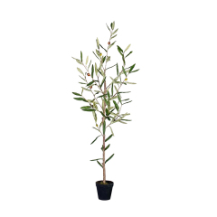 OLIVE TREE (NATURAL TRUNK),OLIVE TREE (NATURAL TRUNK)