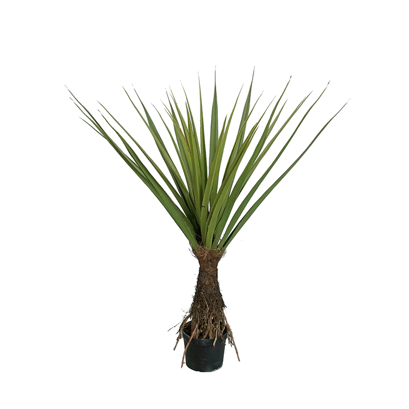 PANDANUS TREE,PANDANUS TREE