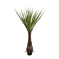 PANDANUS TREE,PANDANUS TREE