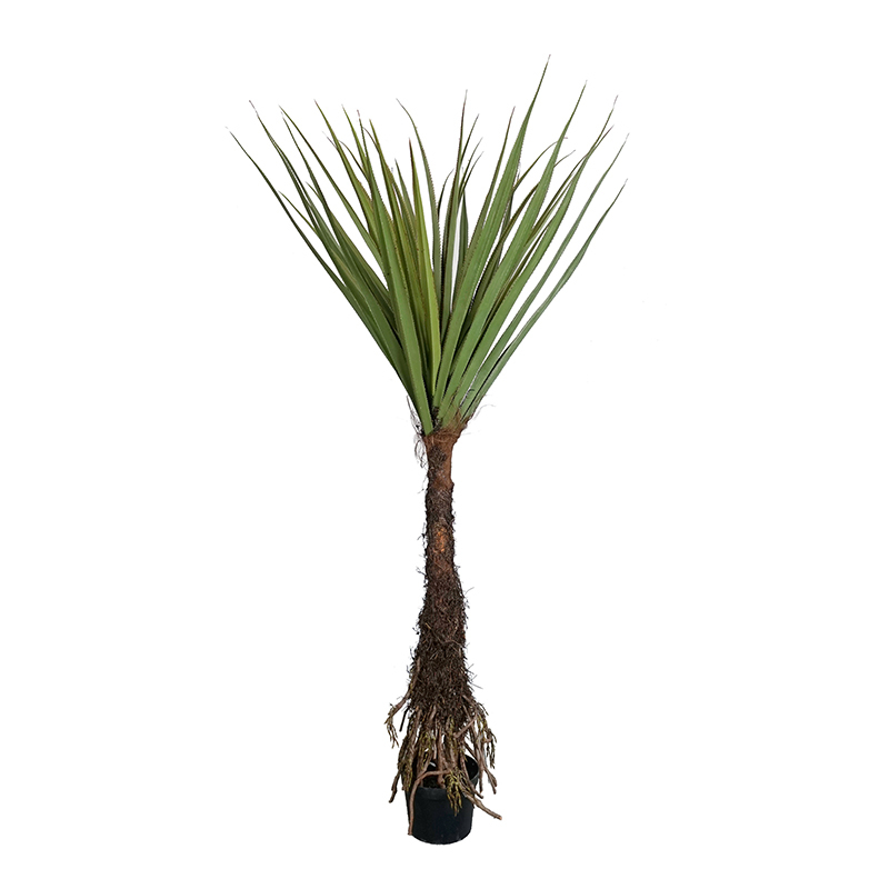 PANDANUS TREE,PANDANUS TREE
