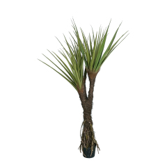 PANDANUS TREE,PANDANUS TREE