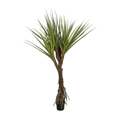 PANDANUS TREE,PANDANUS TREE