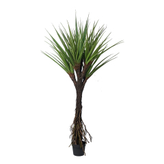 PANDANUS TREE,PANDANUS TREE