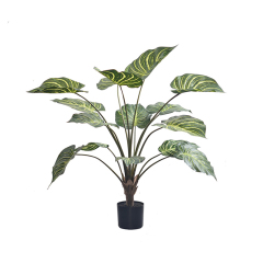 55CM 65CM 80CM 100CM Zebra Plant,55CM 65CM 80CM 100CM Zebra Plant