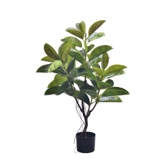 RUBBER TREE,RUBBER TREE