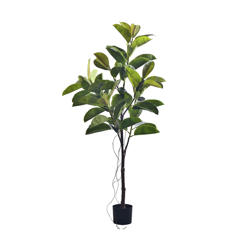 RUBBER TREE,RUBBER TREE
