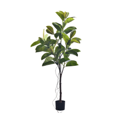 RUBBER TREE,RUBBER TREE