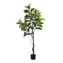 RUBBER TREE,RUBBER TREE