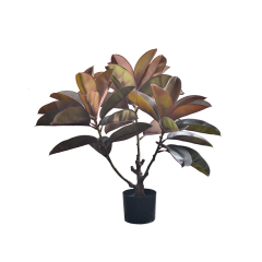 75CM 100CM RUBBER TREE,75CM 100CM RUBBER TREE