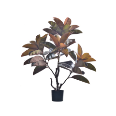 75CM 100CM RUBBER TREE,75CM 100CM RUBBER TREE