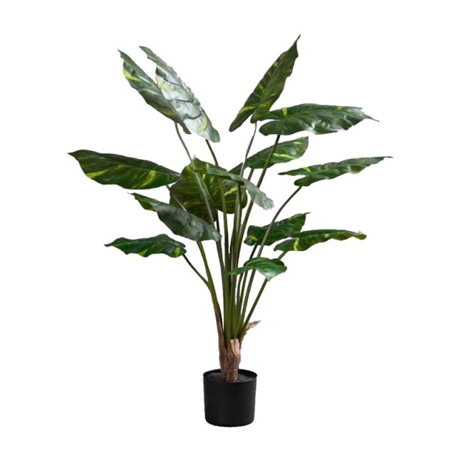 70CM 85CM 105CM Potted Alocasia Plants,70CM 85CM 105CM Potted Alocasia Plants