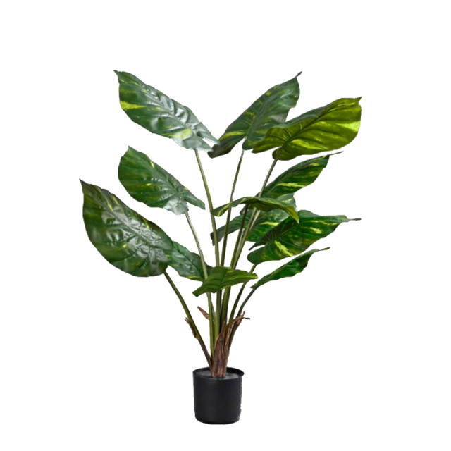 70CM 85CM 105CM Potted Alocasia Plants,70CM 85CM 105CM Potted Alocasia Plants