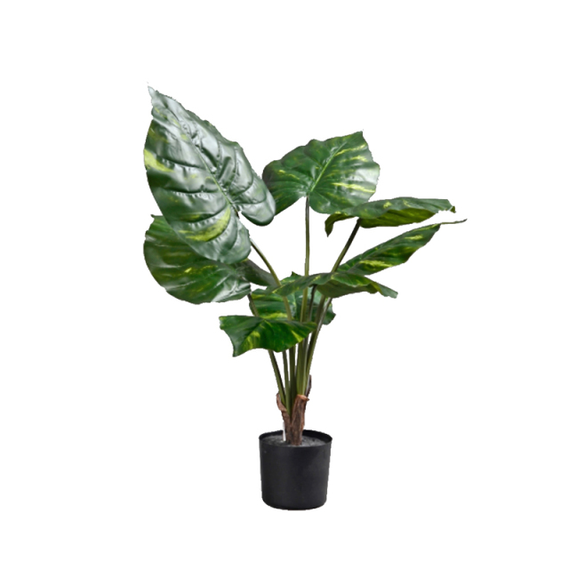 70CM 85CM 105CM Potted Alocasia Plants,70CM 85CM 105CM Potted Alocasia Plants