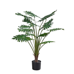 70CM 85CM 90CM Philodenron Potted Plants,70CM 85CM 90CM Philodenron Potted Plants