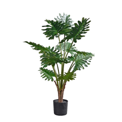 70CM 85CM 90CM Philodenron Potted Plants,70CM 85CM 90CM Philodenron Potted Plants