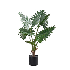 70CM 85CM 90CM Philodenron Potted Plants,70CM 85CM 90CM Philodenron Potted Plants
