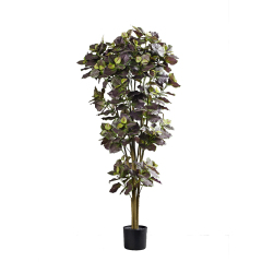 Perilla Trees,Perilla Trees