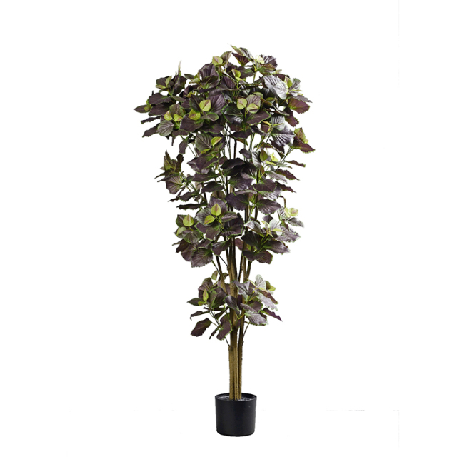 Perilla Trees,Perilla Trees