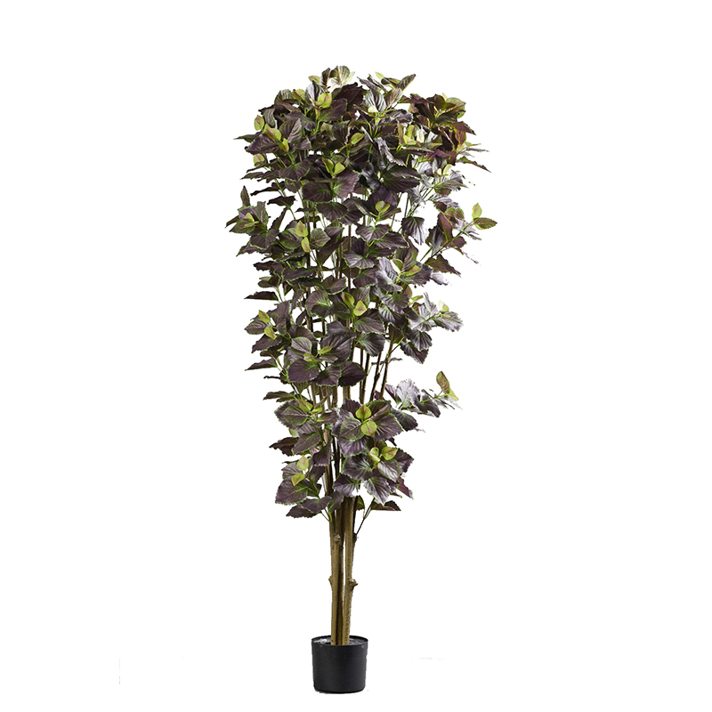 Perilla Trees,Perilla Trees