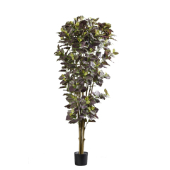 Perilla Trees,Perilla Trees