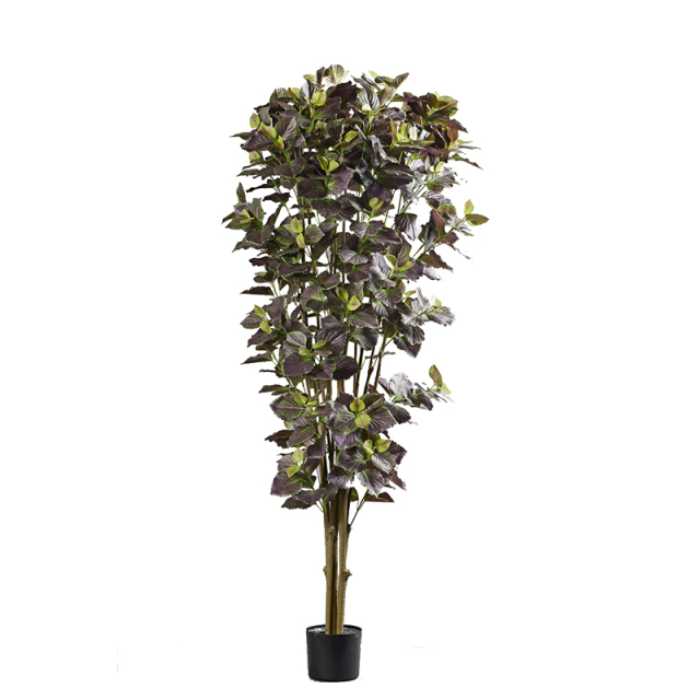 Perilla Trees,Perilla Trees