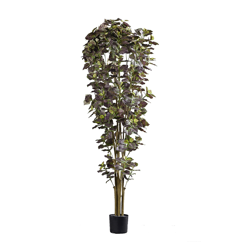 Perilla Trees,Perilla Trees