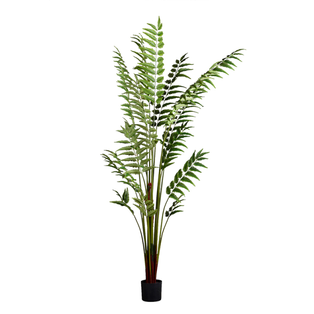 260CM Fern Tree,260CM Fern Tree
