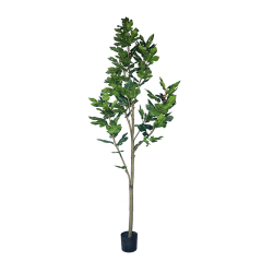 218CM 245CM Fig Trees,218CM 245CM Fig Trees