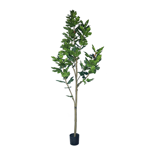 218CM 245CM Fig Trees,218CM 245CM Fig Trees