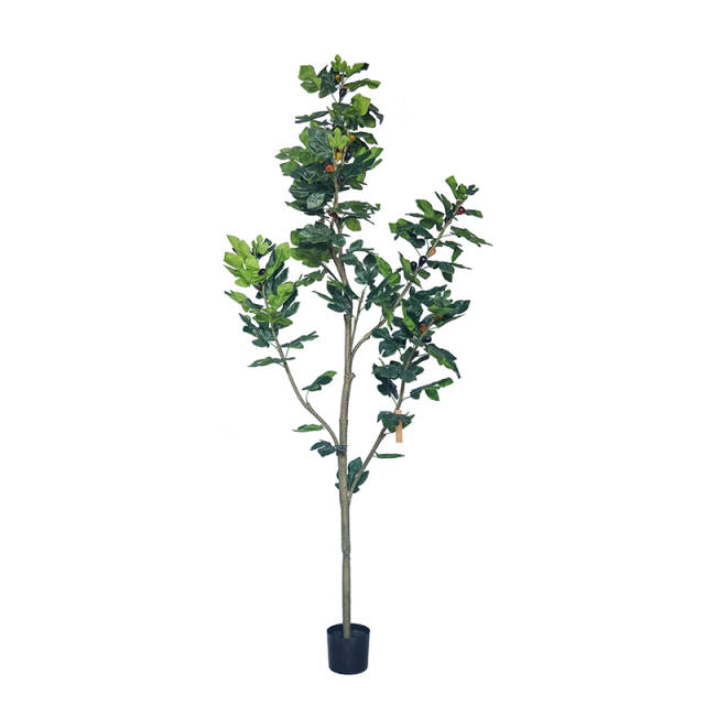 218CM 245CM Fig Trees,218CM 245CM Fig Trees