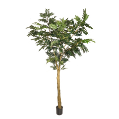 125CM 210CM 300CM Nandin Trees,125CM 210CM 300CM Nandin Trees