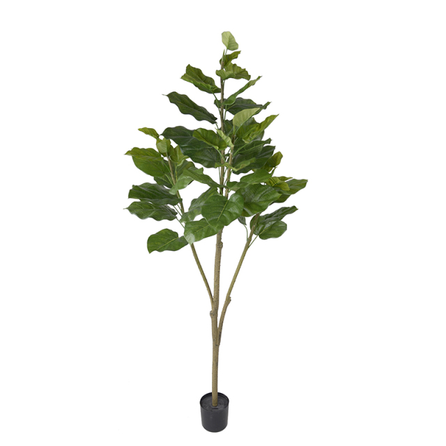 155CM 215CM Ficus Umbellata Trees,155CM 215CM Ficus Umbellata Trees