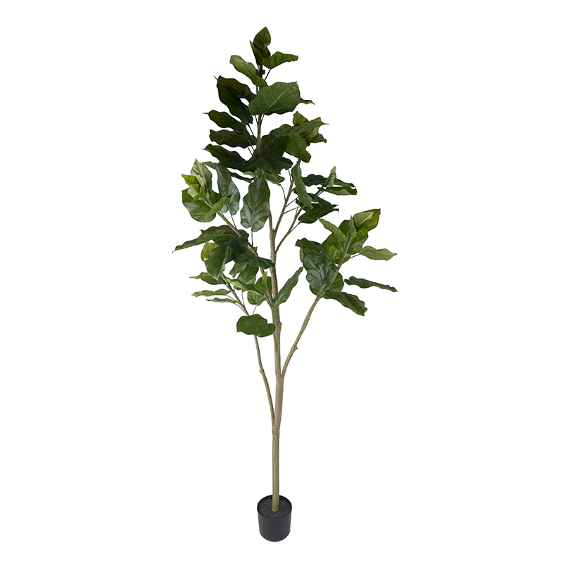 155CM 215CM Ficus Umbellata Trees,155CM 215CM Ficus Umbellata Trees