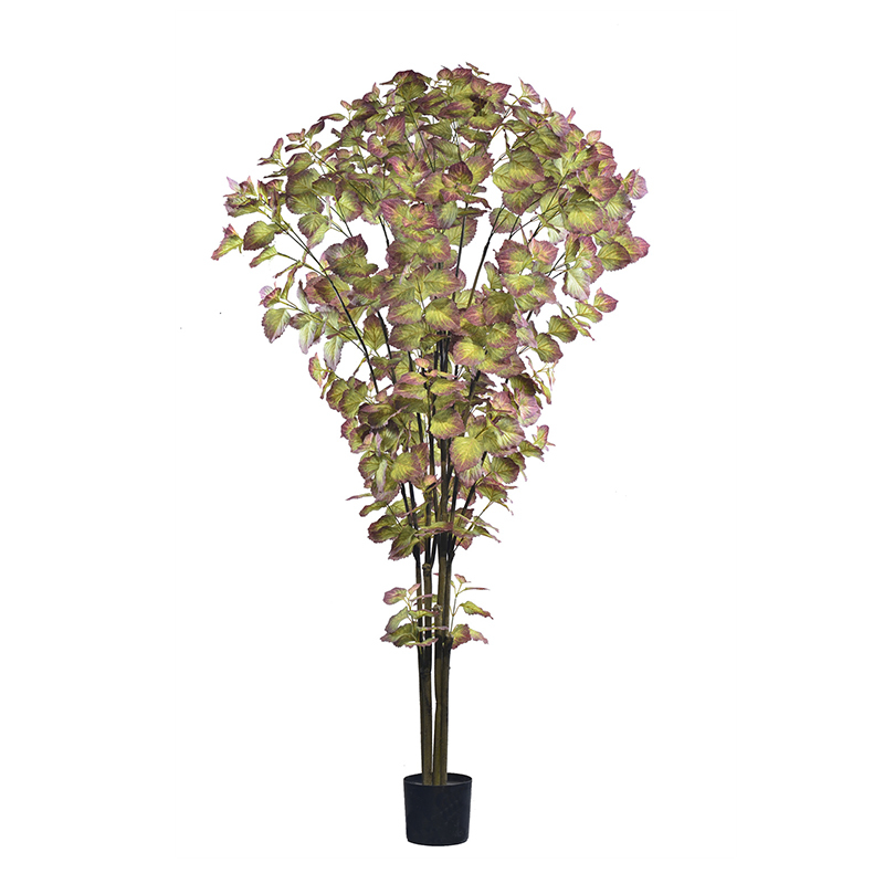 215CM Variegated Perilla Tree,215CM Variegated Perilla Tree