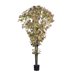 215CM Variegated Perilla Tree,215CM Variegated Perilla Tree