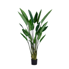 152CM Banana Tree,152CM Banana Tree