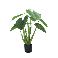 90CM 120CM Alocasia Trees,90CM 120CM Alocasia Trees