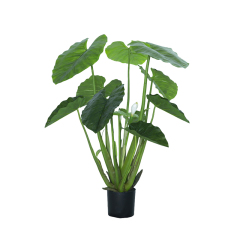90CM 120CM Alocasia Trees,90CM 120CM Alocasia Trees