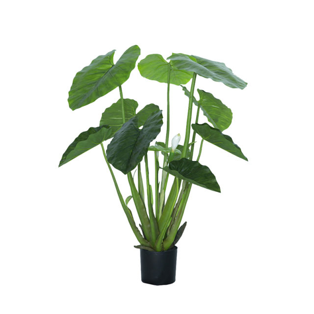 90CM 120CM Alocasia Trees,90CM 120CM Alocasia Trees