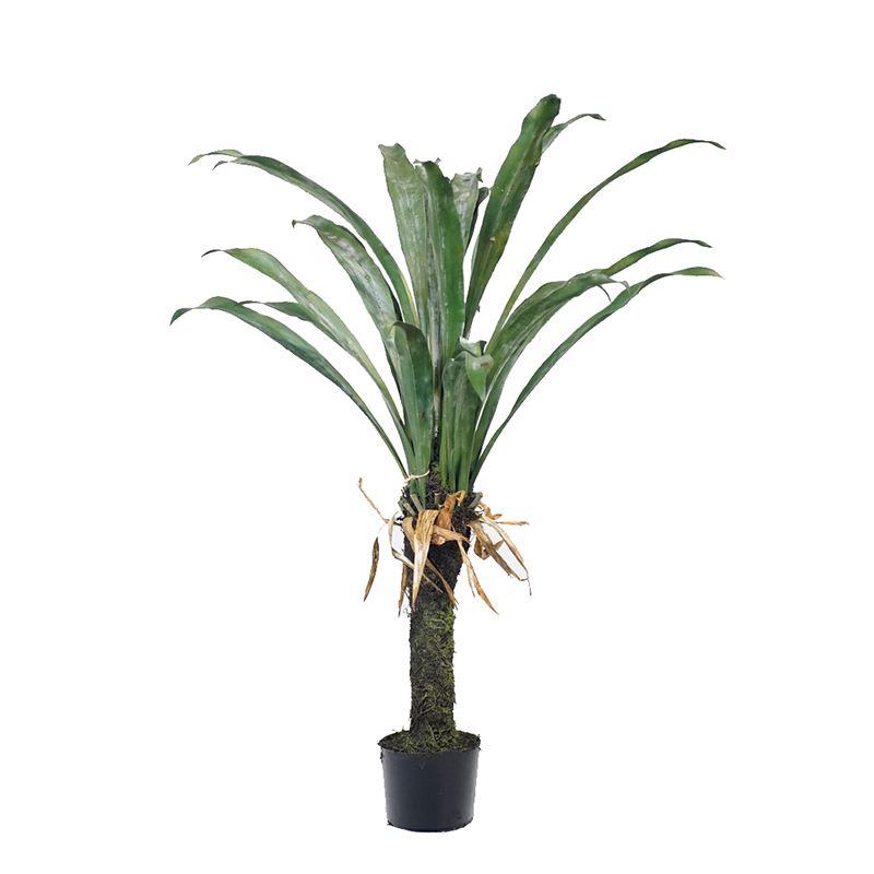 Large Yucca Trees,Large Yucca Trees