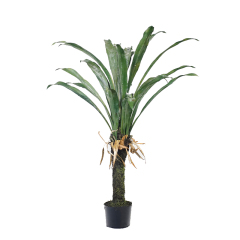 Large Yucca Trees,Large Yucca Trees