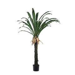 Large Yucca Trees,Large Yucca Trees