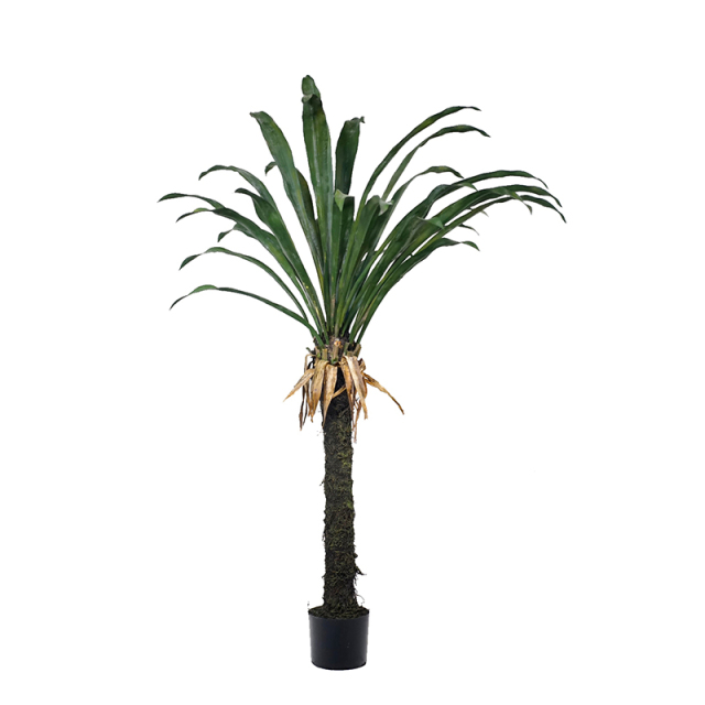 Large Yucca Trees,Large Yucca Trees